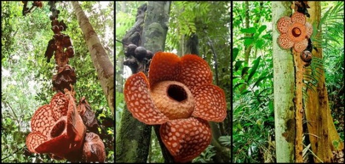 Rafflesia cantleyi [Source naturalist.if.ua] with Backyard Tour Malaysia