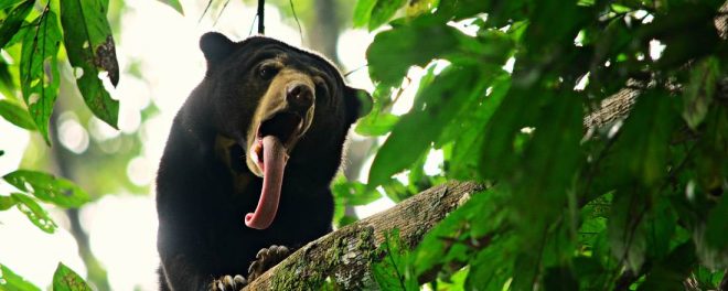 Borneo Sun Bear, mammals of Borneo, also dangerous animals with Backyard Tour Malaysia
