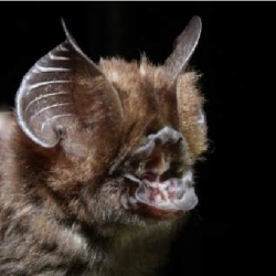 Cox's Roundleaf Bat, mammals of Borneo with Backyard Tour Malaysia