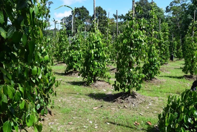 Pepper farm Backyard Tour