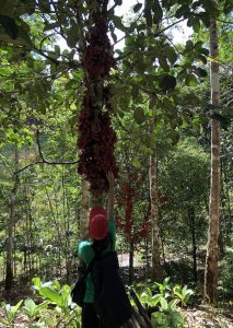 Fruity reward while trekking with Backyard Tour Malaysia