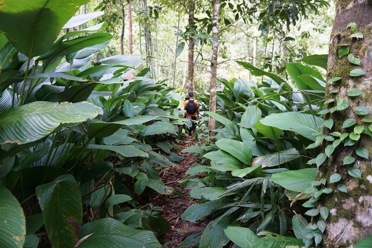 Leafy plant in Kampung Sadir with Backyard Tour Malaysia