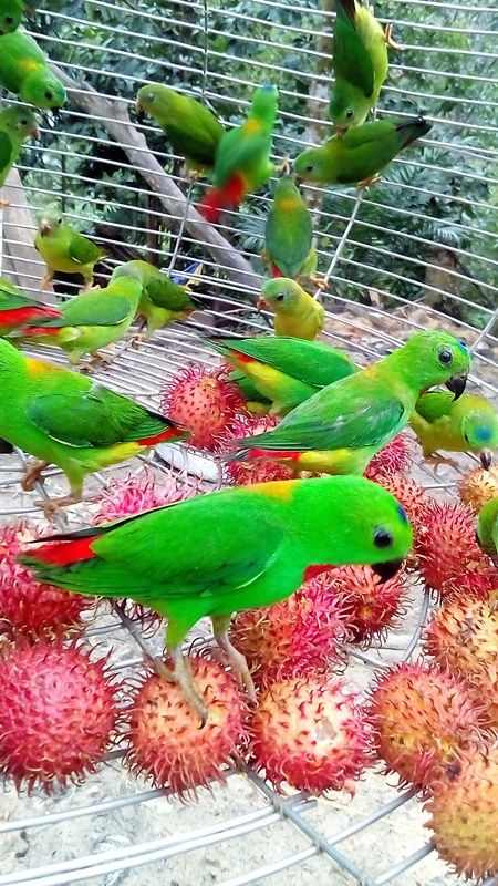 Blue crowned Hanging Parrot with Backyard Tour Malaysia
