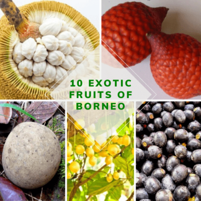 10 EXOTIC FRUITS OF BORNEO - Backyard Tour