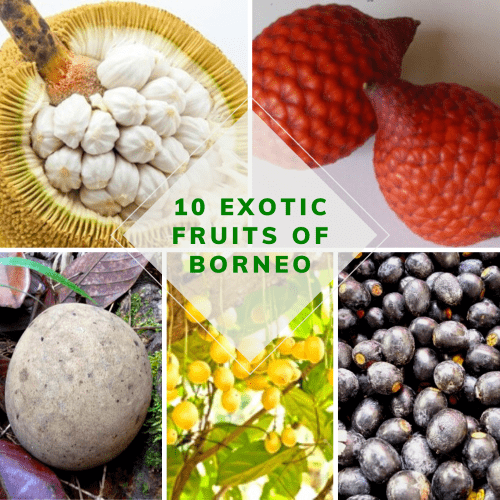 10 exotic fruits of Borneo