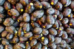 Dabai, the exotic fruits of Borneo with Backyard Tour Malaysia