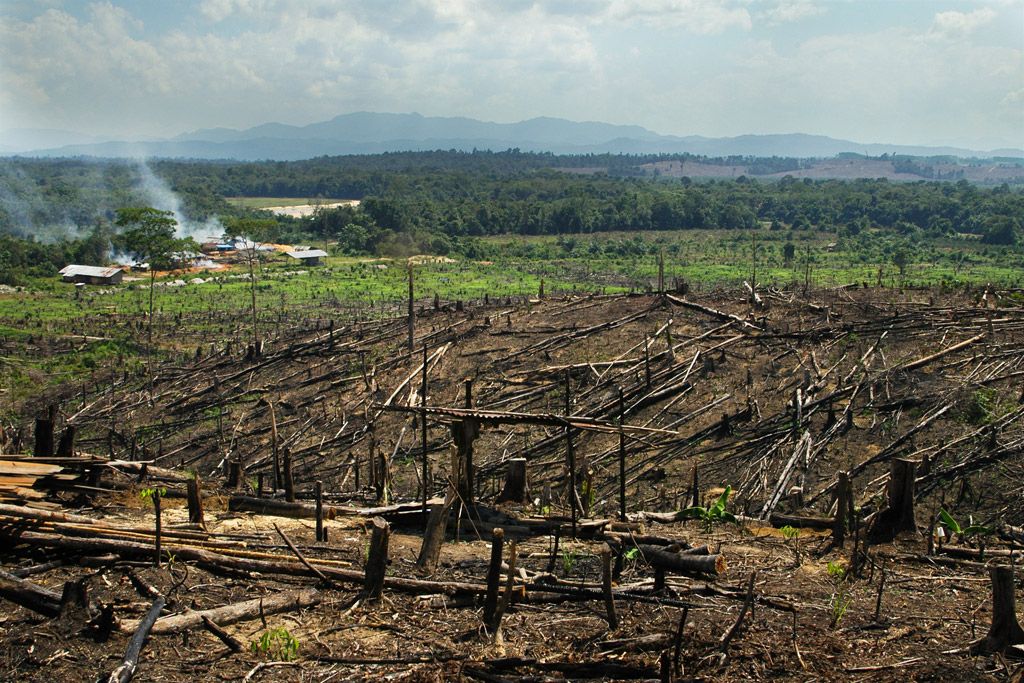 Burning forest with Backyard Tour Malaysia