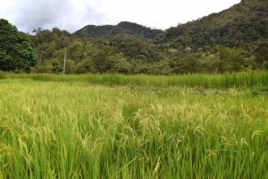 Bario Rice farm with Backyard Tour Malaysia