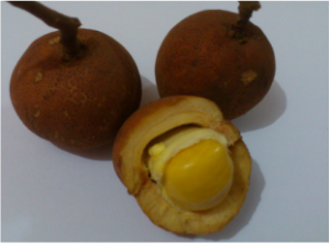 Kapul, exotic fruit of Borneo