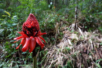 Some kind of flower in rainforest with Backyard Tour Malaysia