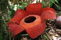 Rafflesia arnoldii in Borneo rainforest with Backyard Tour Malaysia