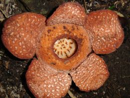 Rafflesia baletei [Source hubpages.com] with Backyard Tour Malaysia