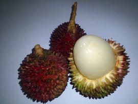 Pulasan, exotic fruit of Borneo with Backyard Tour Malaysia