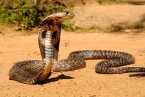 Dangerous animals King Cobra (Photo credit : Baga )with Backyard Tour Malaysia