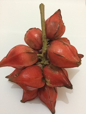 Wild Starfruits, exotic fruit of Borneo with Backyard Tour Malaysia