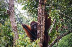 Semi wild Orang Utan, mammals of Borneo with Backyard Tour Malaysia