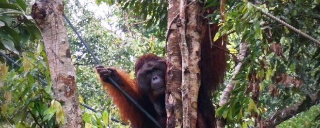 Semi wild Orang Utan, mammals of Borneo with Backyard Tour Malaysia