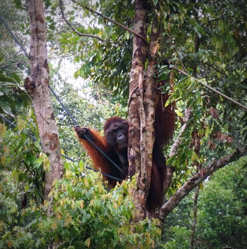 Semi wild Orang Utan, mammals of Borneo with Backyard Tour Malaysia
