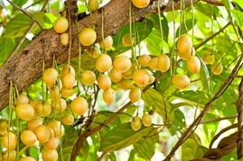 Rambai, exotic fruit of Borneo with Backyard Tour Malaysia