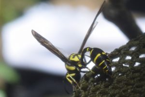 A hornet, or wasp? with Backyard Tour Malaysia