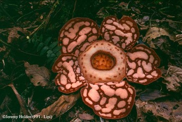 Rafflesia hasseltii Source Kerinci Seblat National Park with Backyard Tour Malaysia