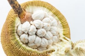 Tarap, exotic fruit of Borneo with Backyard Tour Malaysia