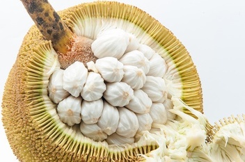 Tarap, exotic fruit of Borneo with Backyard Tour Malaysia