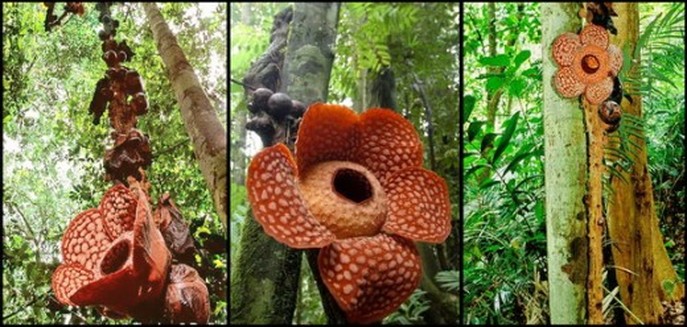 15 interesting facts about the Rafflesia flower - Backyard Tour