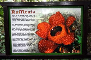 Begu Rafflesia site with Backyard Tour Malaysia