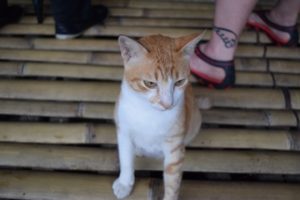Kucing means Cat in Malay, Read more about Kuching name with Backyard Tour Malaysia