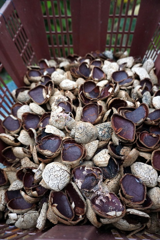 Payang shells in Kampung Begu with Backyard Tour Malaysia
