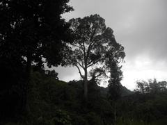 Tapang tree, one of the biggest tree species in the rainforest with Backyard Tour Malaysia