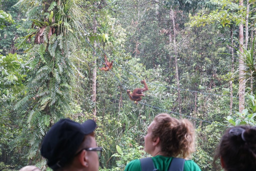 Watching orang utan at Semenggoh Wildlife Centre with Backyard Tour Malaysia