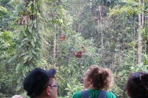 Watching orang utan at Semenggoh Orang Nature Reserve with Backyard Tour Malaysia