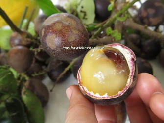 Crystal fruit, exotic fruit of Borneo with Backyard Tour Malaysia