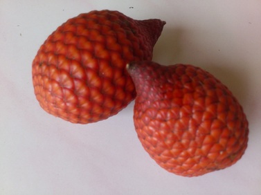 The sweet snake fruit, known as "Buah Salak" locally