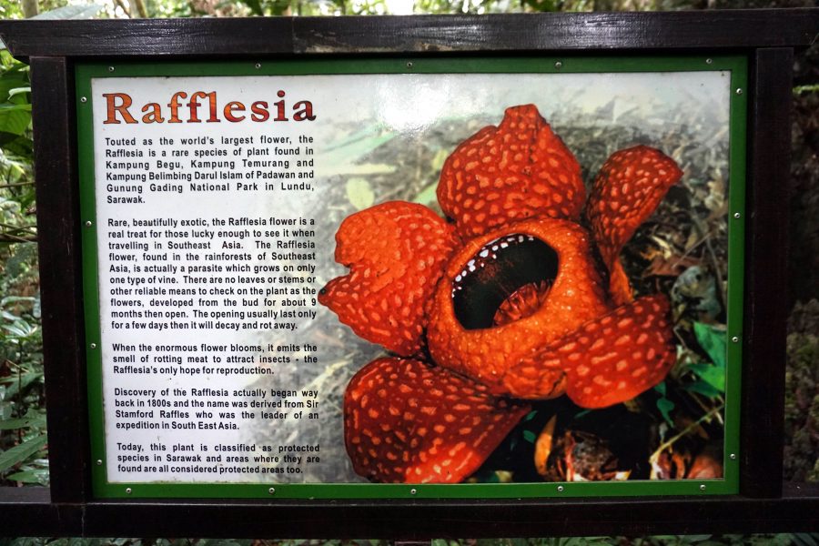 Explanation on Rafflesia in Kampung Begu with Backyard Tour Malaysia