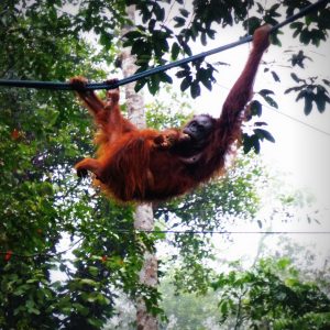 Orang utans with Backyard Tour Malaysia