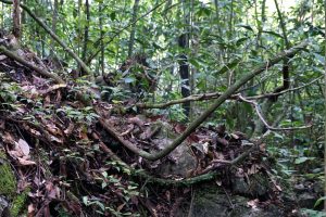 The supposedly Rafflesia growth spot with Backyard Tour Malaysia