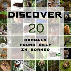 Discover 20 mammals found only in Borneo with Backyard Tour Malaysia
