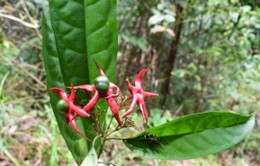 Strange flower by the trail- Read Responsible Traveler Tips