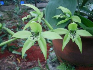 Black Orchid (Credit: Mahmud) with Backyard Tour Malaysia