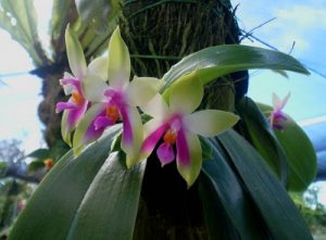 Normah Orchid (Credit: Mahmud) with Backyard Tour Malaysia