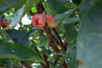 Juicy Rose Apple in Kampung Semedang with Backyard Tour Malaysia