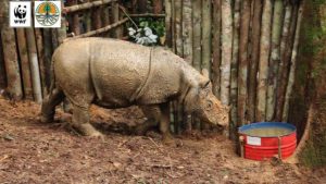 Borneo Sumatran Rhinocerous, mammals of Borneo with Backyard Tour Malaysia