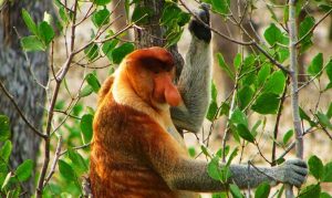 Proboscis Monkey, mammals of Borneo with Backyard Tour Malaysia