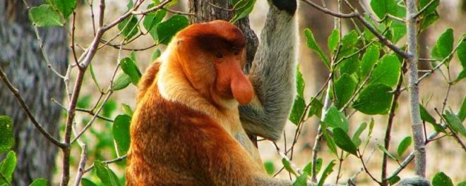 Proboscis Monkey, mammals of Borneo with Backyard Tour Malaysia