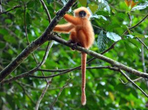 Red Leaf Monkey by Collin Valentine with Backyard Tour Malaysia