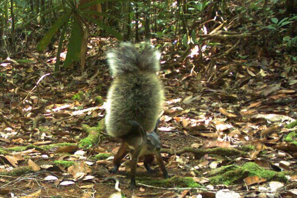Squirrels, mammals of Borneo with Backyard Tour Malaysia
