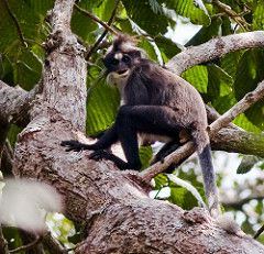 White-fronted Leaf Monkey, mammals of Borneo with Backyard Tour Malaysia